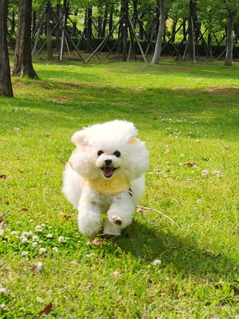 주주애견