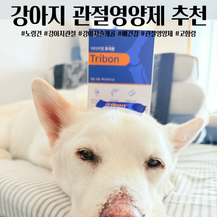  강아지고관절 슬개골 영양제 다리절단수술 노령견 관절영양제