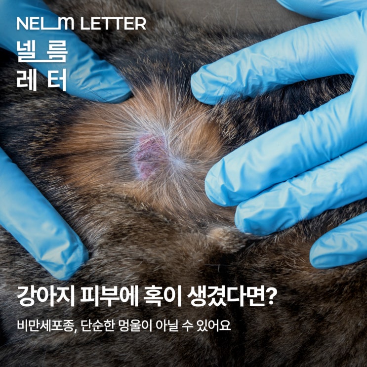  [NEL:튼튼] 가장 흔하게 발견되는 강아지 피부 악성종양, 비만세포종