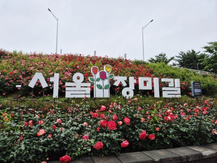  중랑 서울장미축제 실시간 개화 상황 중랑장미카페 후기