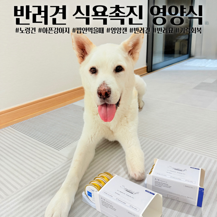  강아지 밥안먹을때 간식 강아지체력회복 노령견 식욕 영양제 추천