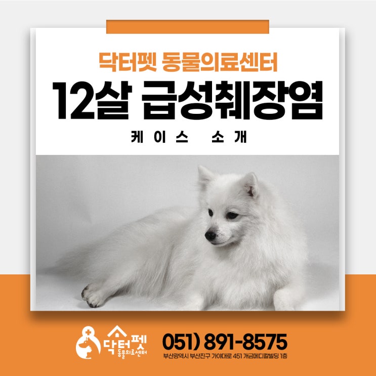  돼지고기 먹고 배탈 난 12세 스피츠 강아지 급성 췌장염 입원 수액치료부터 약물 식이 관리까지 구토 부산 주례 동물병원