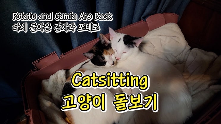  고양이 돌보기