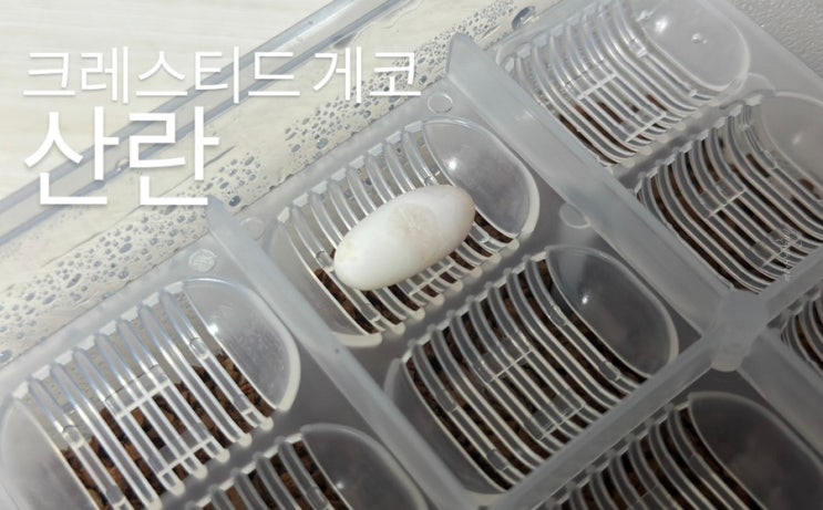  아직 준비가 덜 되었는데 갑자기 찾아온 크레스티드 게코 산란 및 알 세팅