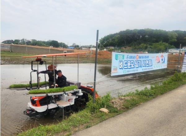 인천시, 농가 부담 줄이는 ‘드문모 심기’ 재배기술 시연