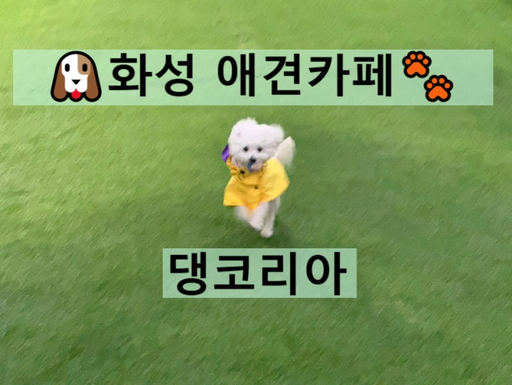  [애견카페] 화성 '댕코리아' - 300평 댕댕이 놀이터 대공개!