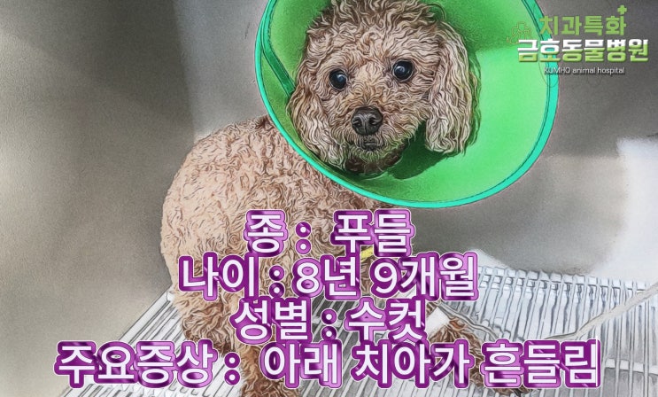  흔들리는 앞이빨 발치 & 부러진 이빨 제거 & 치주 치료 - 광주 강아지 치과 특화 금호동물병원