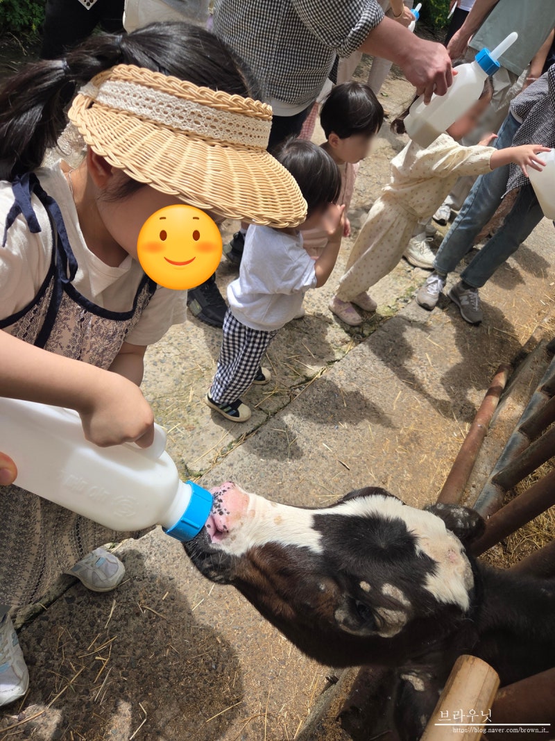 진주 아이랑 목장체험부터 직접만든 치즈로 쿠킹클래스체험 진주 숲속치즈스쿨