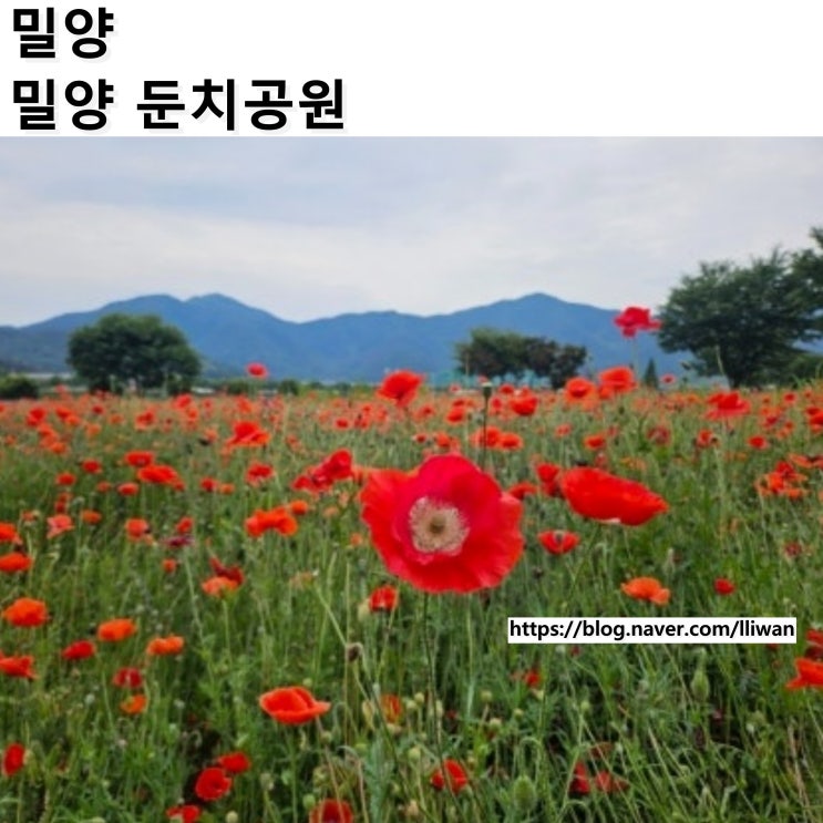  [경남/밀양] 양귀비 꽃밭 숨은 명소 5-6월 꽃구경 추천, 밀양강 둔치공원