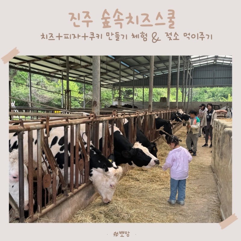 진주 숲속치즈스쿨, 피자도 먹고 젖소 먹이 주기 체험까지 가능한 곳 !