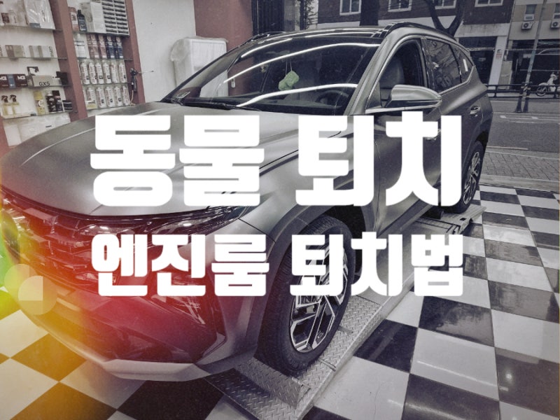 동물 퇴치 자동차 고양이 쥐 야생동물 퇴치법 침입 방지 방법