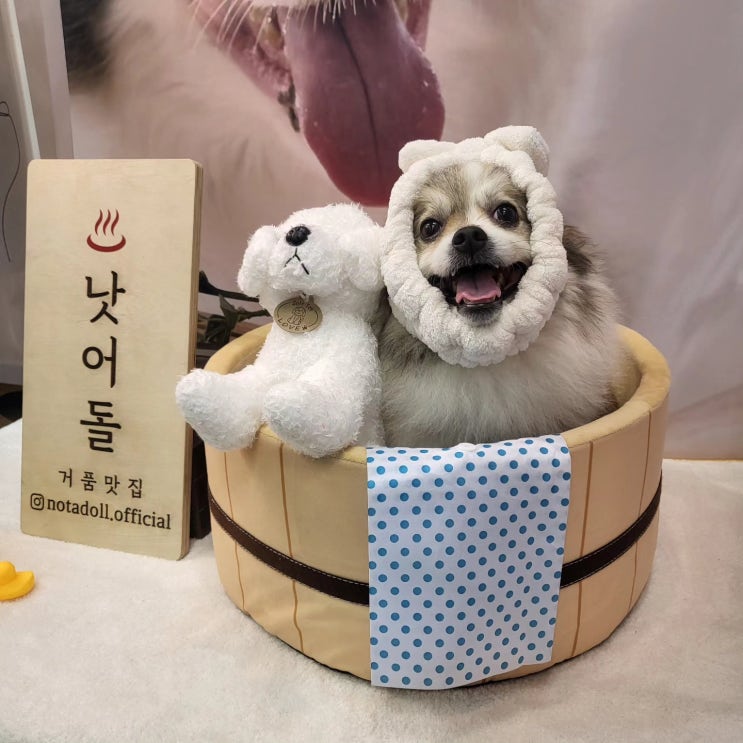  [리뷰] 저자극 스프레이 샴푸, 낫어돌 크림 파티 펫 샴푸
