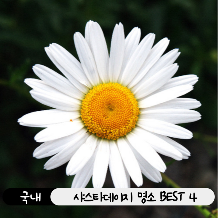  봄 꽃 구경 지금이 딱! 국내 샤스타데이지 명소 4곳