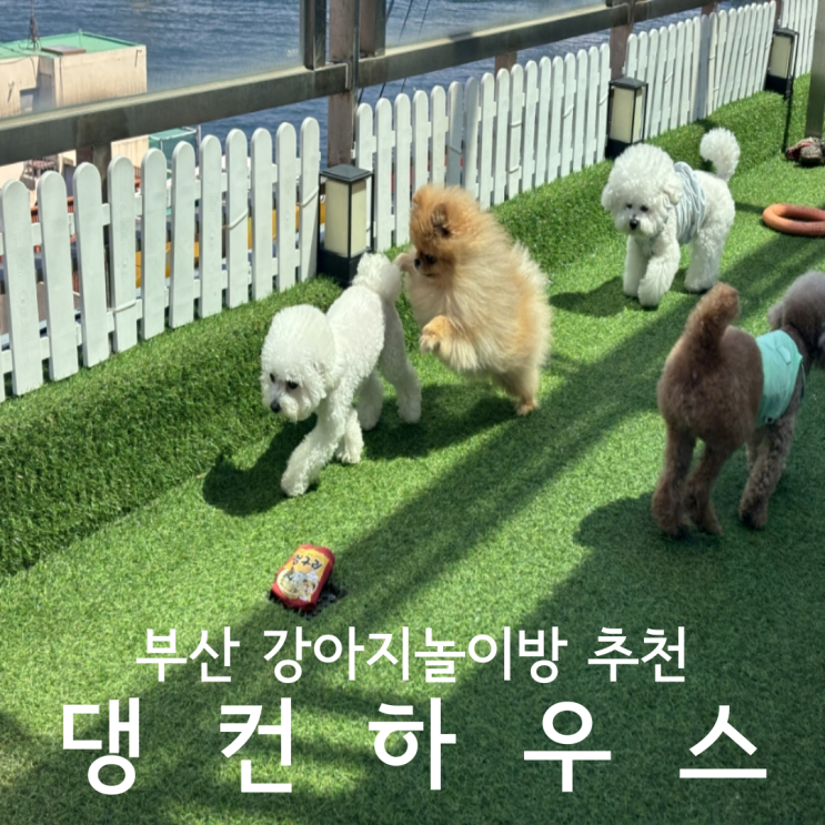  부산 광안리 민락동 애견호텔 강아지놀이방 맡길곳 댕컨하우스 마이펫의이중생활