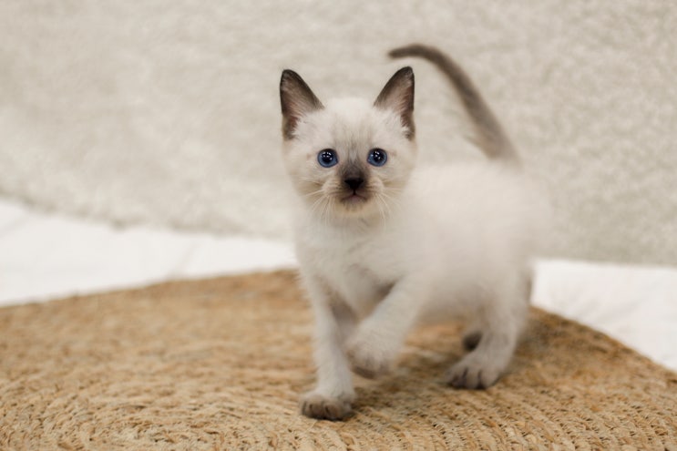  고양이 놀아주기 이렇게 하면 진짜 좋아해요