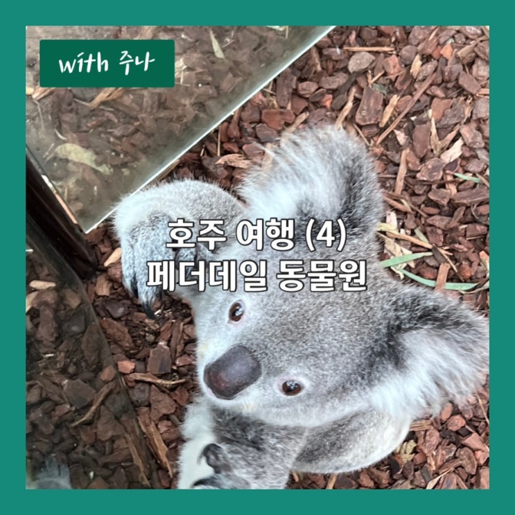  호주 여행 4부, 쿼카랑 코알라보러 동물원 오픈런 하기