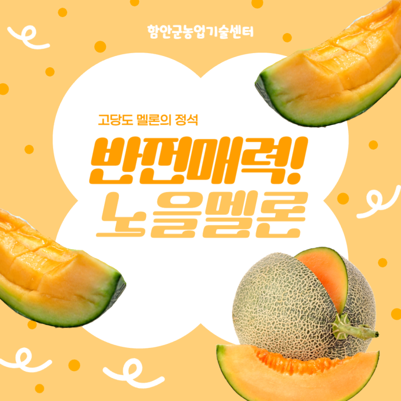 5~6월에만 맛볼 수 있는 고당도 노을 멜론! 구매는 함안몰에서✨
