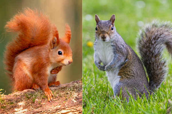  2024년 6월 고1 영어 모의고사 37번 / Britain’s red and grey squirrels provide a clear example.