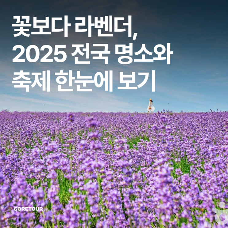  꽃보다 라벤더, 2025 전국 명소와 축제 한눈에 보기