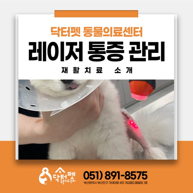  강아지 고양이 ASA 레이저 재활 치료 부산 통증 관리 동물병원