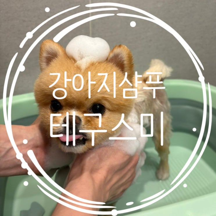  포메 알로페시아 샴푸 테구스미 솔직후기