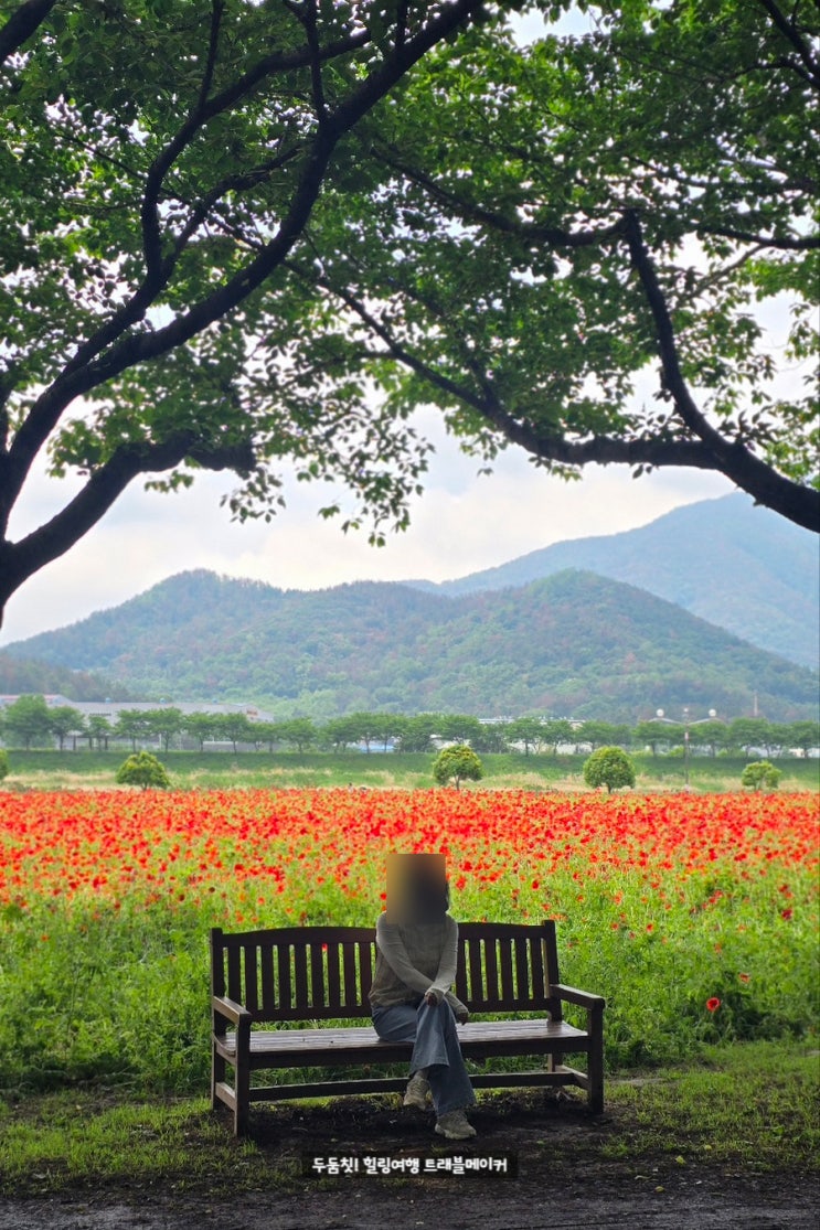  밀양 아리랑대축제 밀양 수변공원 양귀비 만개