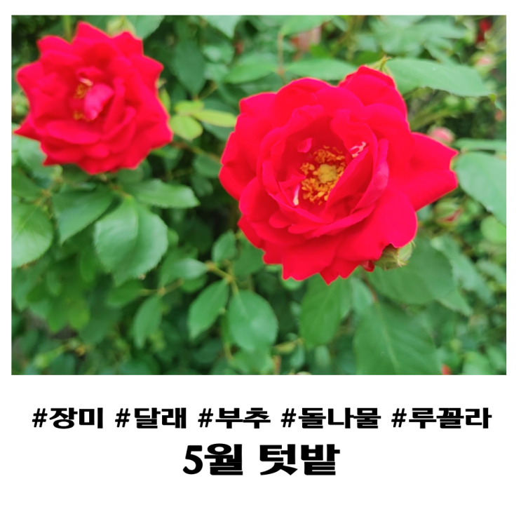  5월 화단 정리하기 주변 달래, 부추, 돌나물, 루꼴라