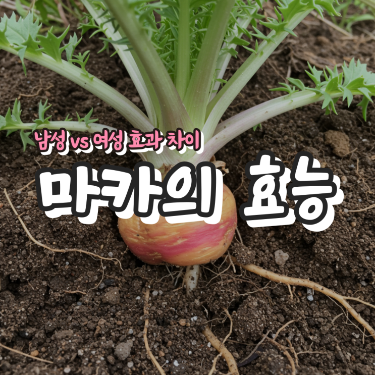  마카의 효능 – 남성 vs 여성 효과 차이