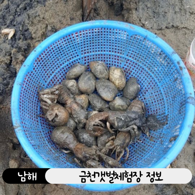  아이와 가볼만한 남해 갯벌 체험! 금천마을에서 쏙,조개 잡고 힐링
