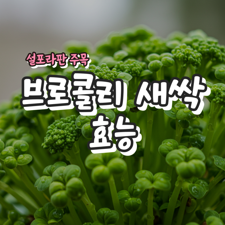  브로콜리 새싹 효능 – 설포라판 주목