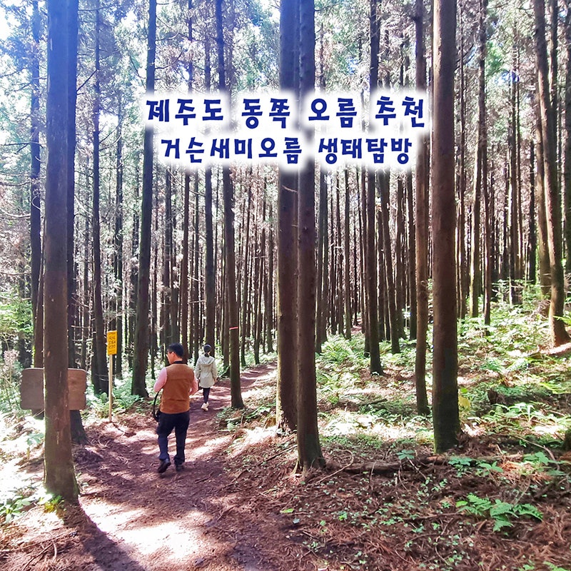 거슨새미오름