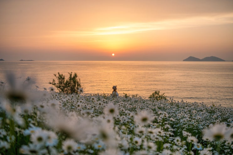  데이지와 일몰뷰를 같이 볼 수 있는 부안 송포항(25.5.18)