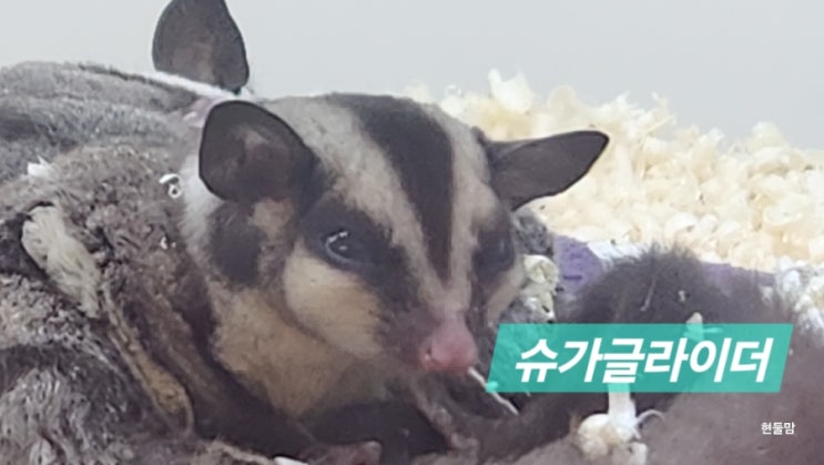 슈가글라이더 하늘다람쥐 키우기 분양 가격 소리 먹이 수명 슈가글라이더 하늘다람쥐 키우기 분양 가격 소리 먹이 수명