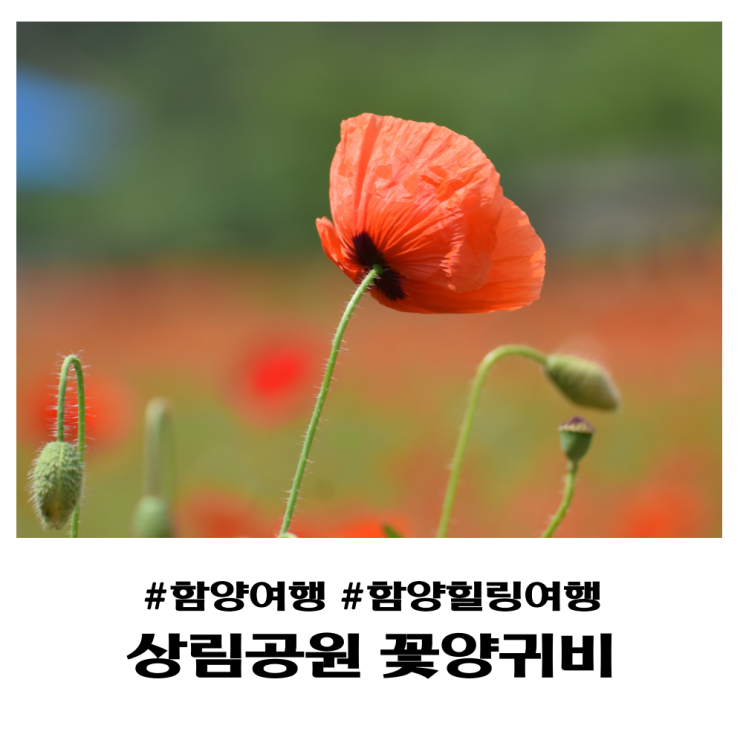  함양 5월 추천 여행지 정보 상림공원 꽃양귀비 구경