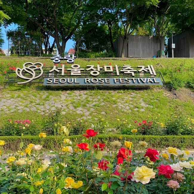  중랑 서울장미축제| 기본정보 가수 라인업 먹거리 볼거리 주차 시간 안내
