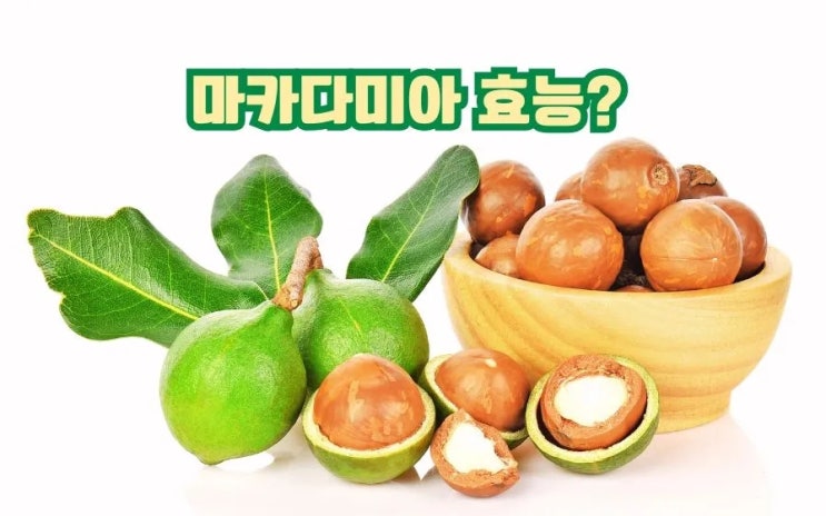  마카다미아 효능 부작용 잘 먹는법 보관법 까는법