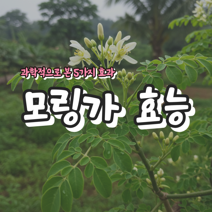  모링가 효능 – 슈퍼푸드의 진실