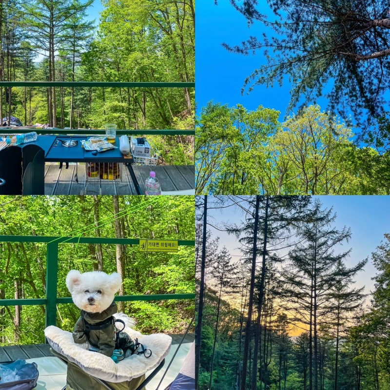 춘천숲자연휴양림 오토캠핑장 개별 화장실 / 애견동반 / 명당