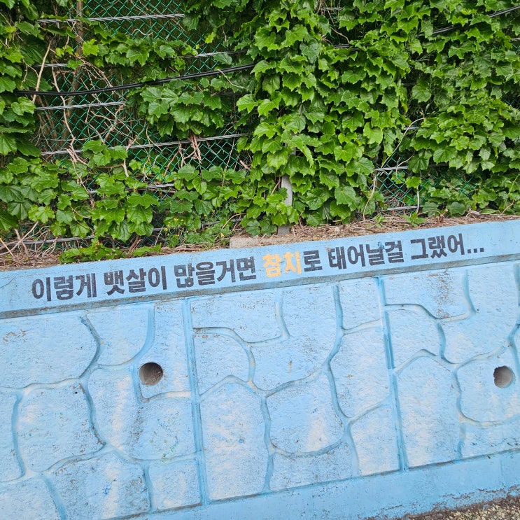  초여름 제철음식, 참치 오마카세 맛집 - 서울 송파·신사 '골드참치' 리뷰