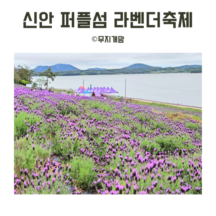  신안 보라섬 퍼플섬 라벤더축제 2025 기간 주차 전동카트 개화