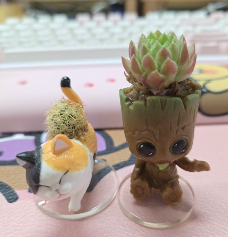  다육이 샀다~~
