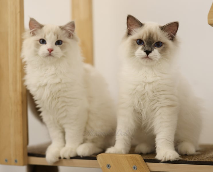  랙돌캐터리 이전 소식과 랙돌 분양 자묘 A7-Litter 5개월 모습