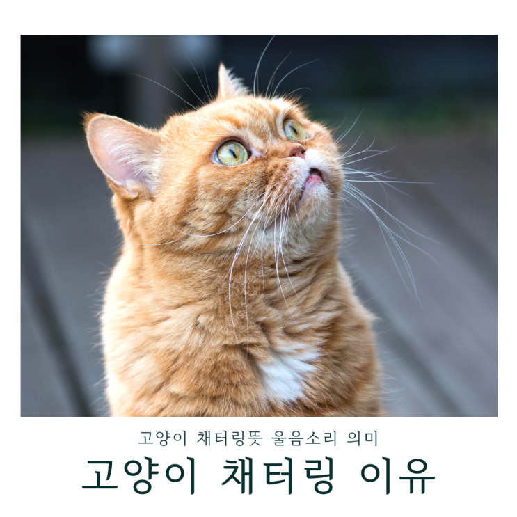 고양이 채터링하는 이유 채터링뜻 울음소리 의미