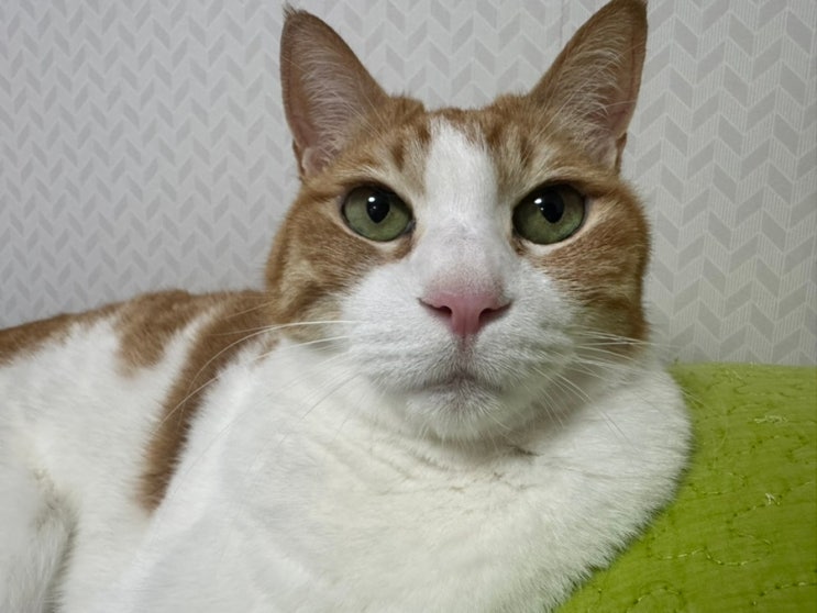  고양이 결장 림포마 결장 림프종 호스피스 일지 (D+10~D+13)