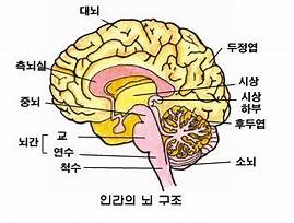 대뇌 기능 사고, 감정, 감각 인식, 운동 조절의 개요