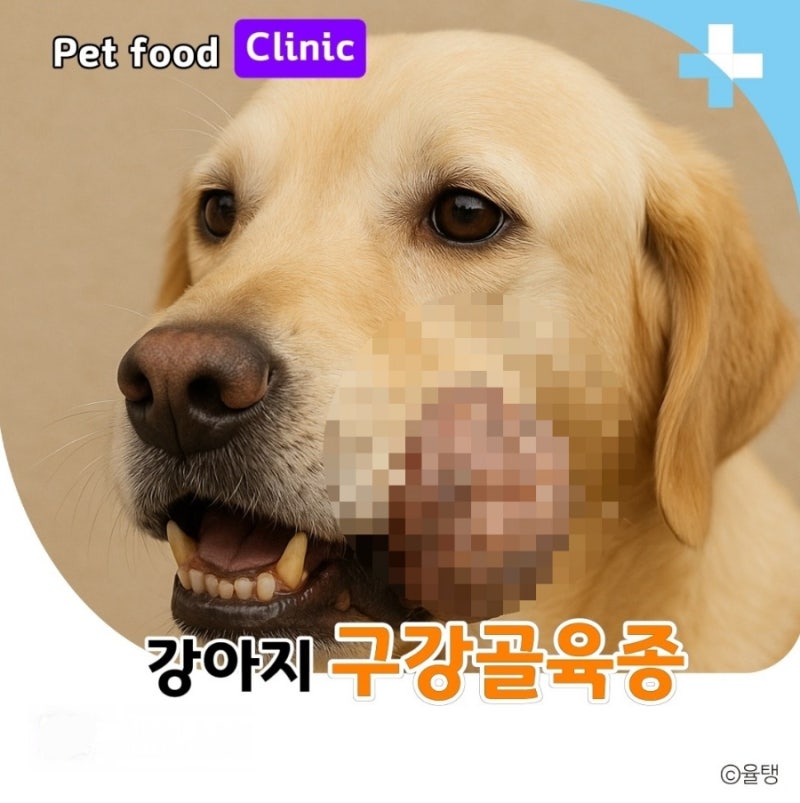 강아지 구강 골육종(Osteosarcoma): 턱뼈를 파괴하는 침묵의 암