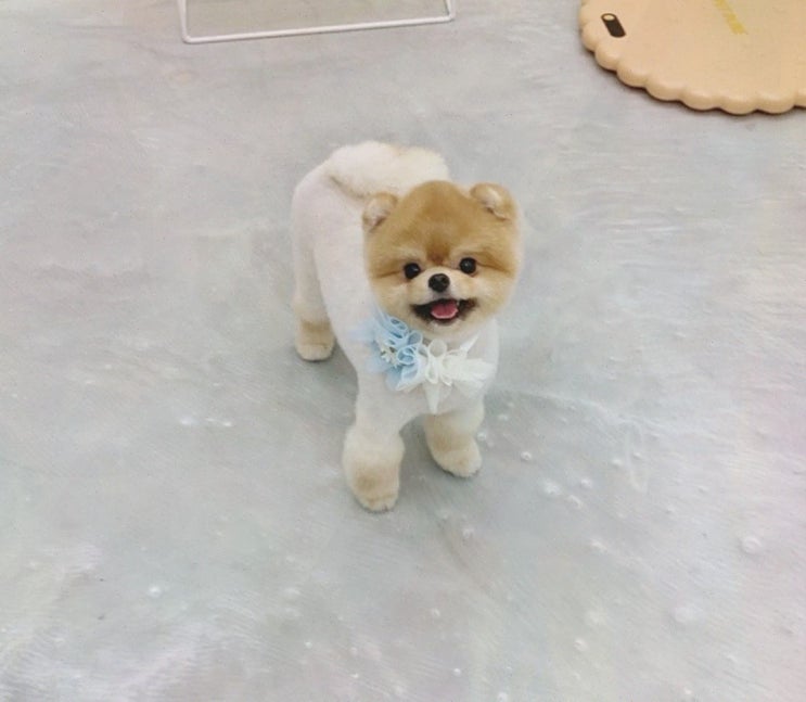  오픈형 미용실에서 경험한 와우리 가위컷전문으로 반려견 미용하기