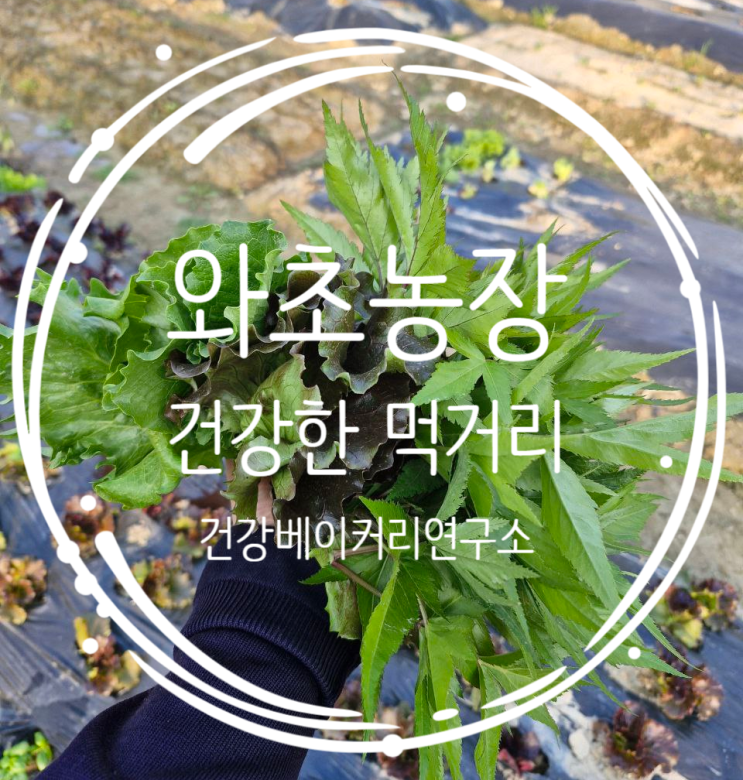  와초농장 텃밭 성장일기: 바질 모종부터 상추, 바질, 미나리까지! 건강한 먹거리, 직접 키워요