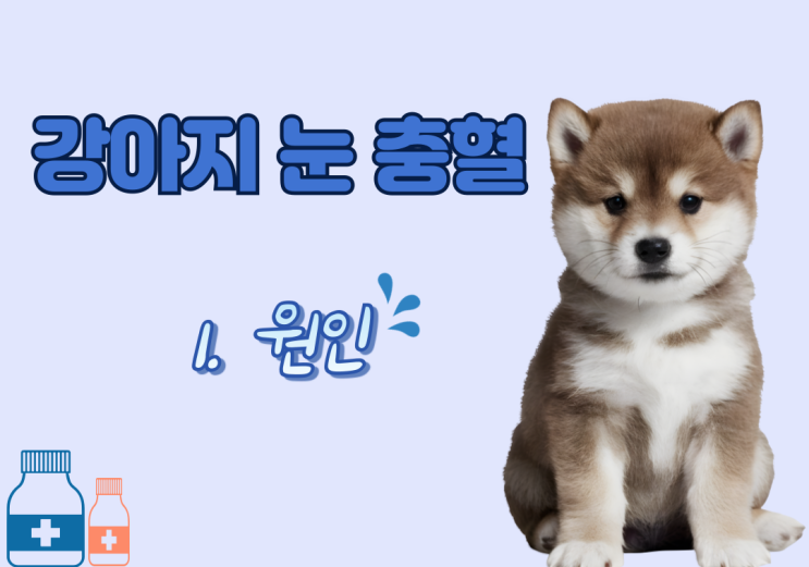  강아지 눈 충혈의 원인과 예방법에 대해 알아보아요