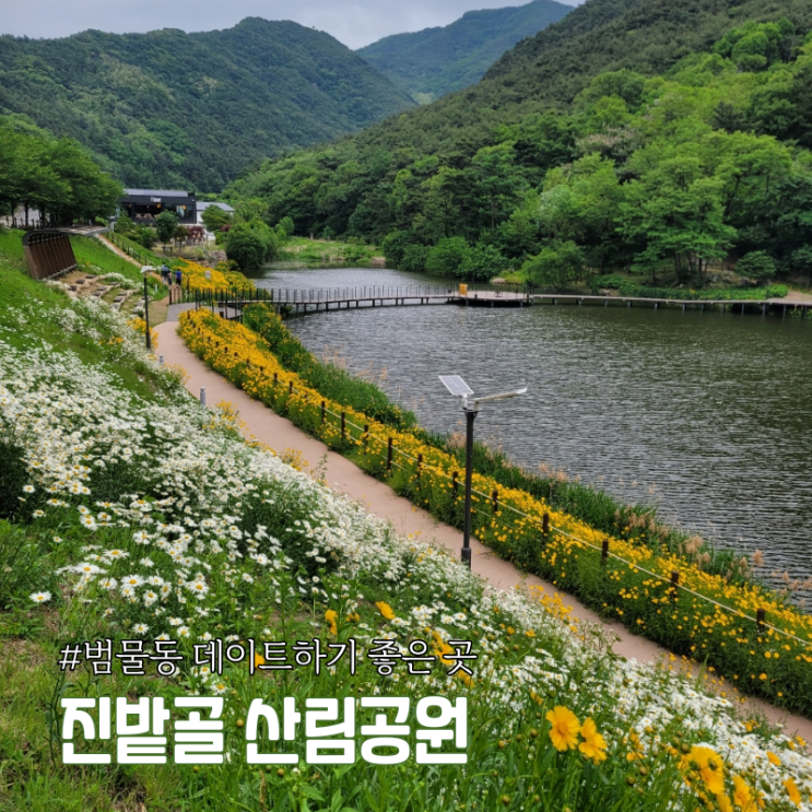 수성구 범물동 진밭골 산림공원 샤스타데이지 금계국 한개 수성구 데이트하기 좋은 곳 대덕지 진밭골둘레길